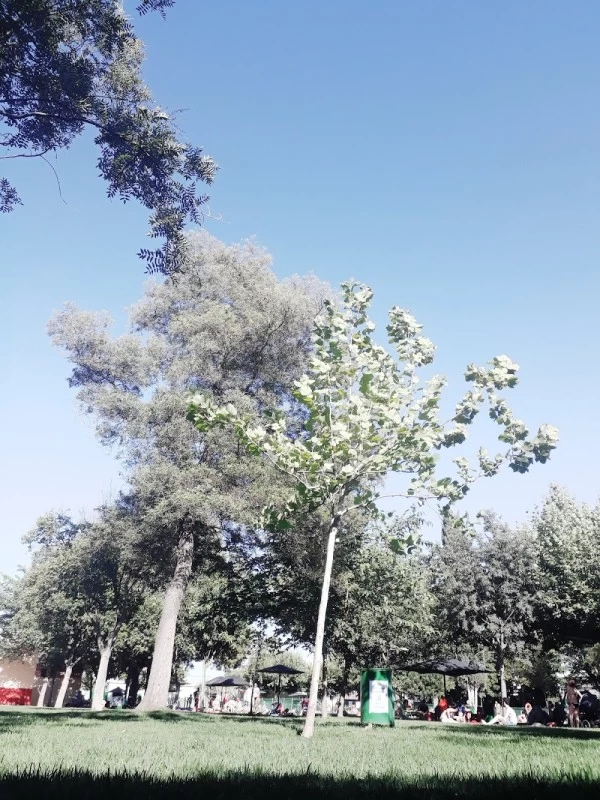 Piscina Municipal