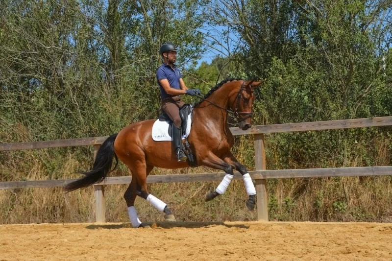 VIBAS dressage