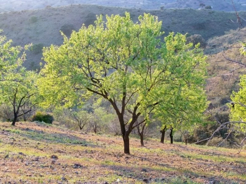 Finca de la Lora AETE
