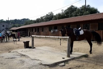 Palamos horses