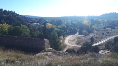 Pinar de Sigüenza