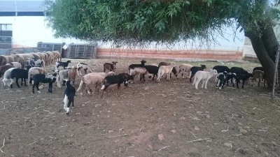 Zafarraya