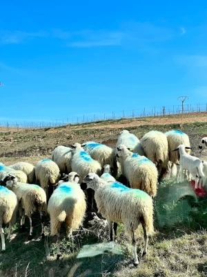Campo de Fútbol La Ventanilla