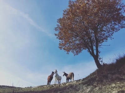 Cavalls Besora