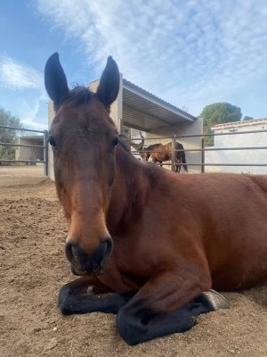 Finca la Ilusión club equestre