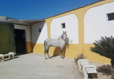 Hípica Alfarp